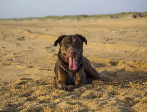 Pension pour chien à Biarritz